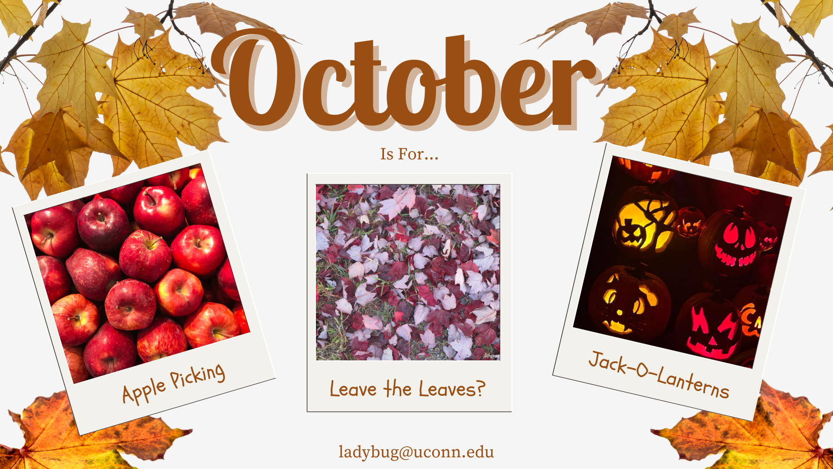 October is for Picking Apples, Fall Cleanup and Jack-O-Lanterns