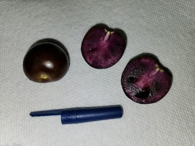 Purple tomatoes with a blue pen cap to display size.