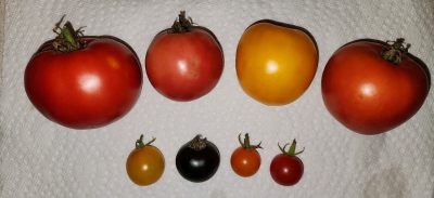 Assorted slicing and cherry tomatoes