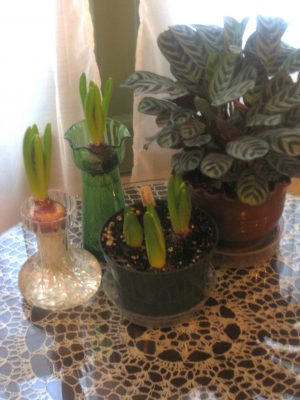 Hyacinths forced indoors