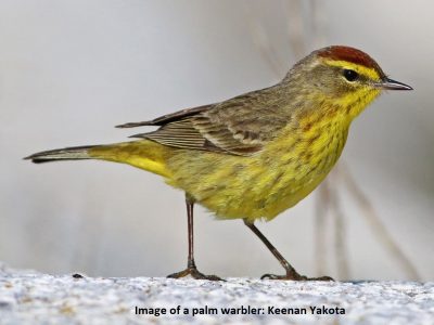 Palm Warbler