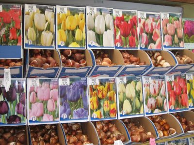 Tulip bulbs on display in the store