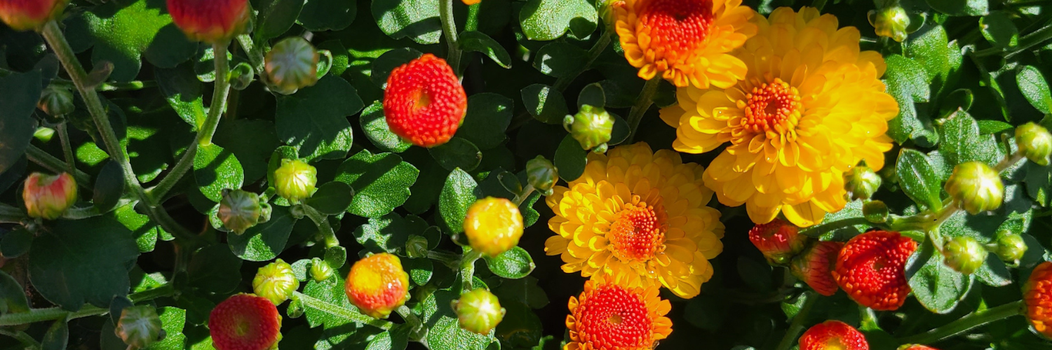 Orange button mum flowers