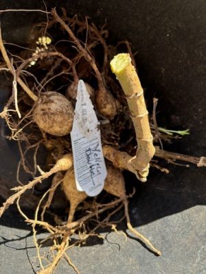 Dahlia tubers with a white tag