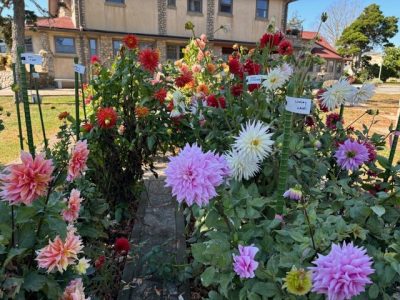 Dahlias in a bed at Enders island