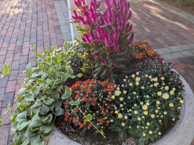 A group of fall flowers mixed with mums in a container.