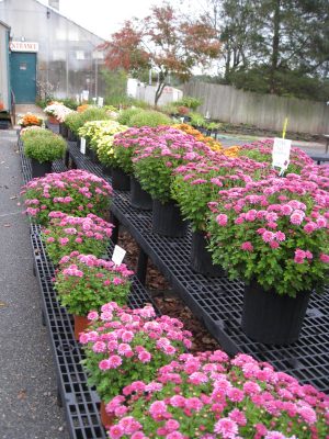 A row of potted mums for sale on a bench