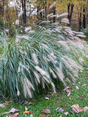 Pennisetum alopecuroides