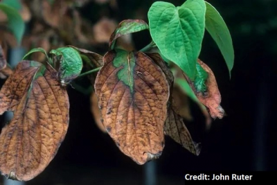 Drought stress on dogwood leaves