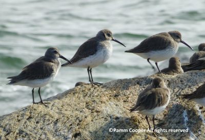 Dunlins