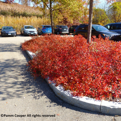 Rhus aromatica in a parking lot island