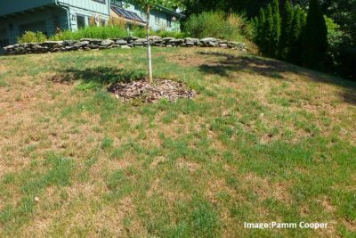 A sloped yard showing signs of drought stress.