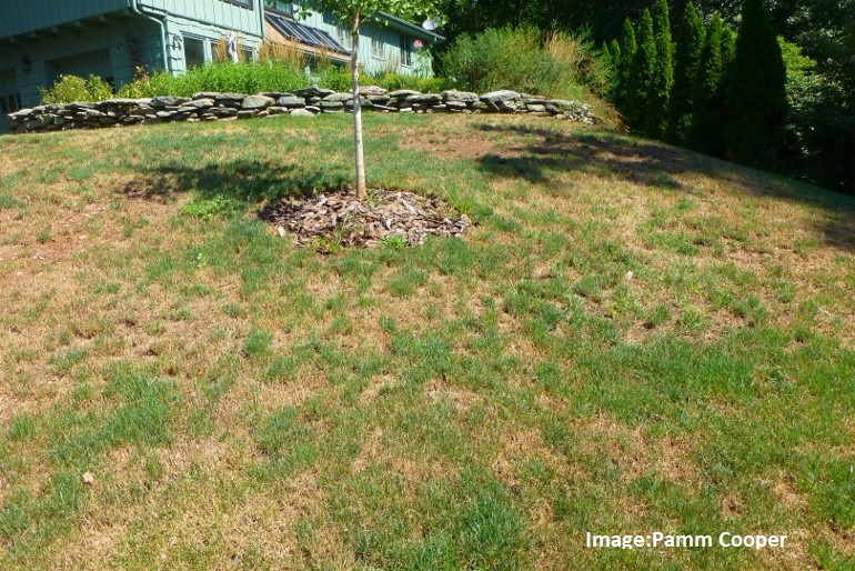 Drought stress on a sloped lawn. 