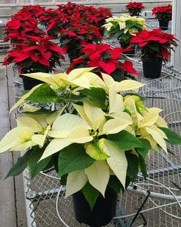 Poinsettia on greenhouse bench