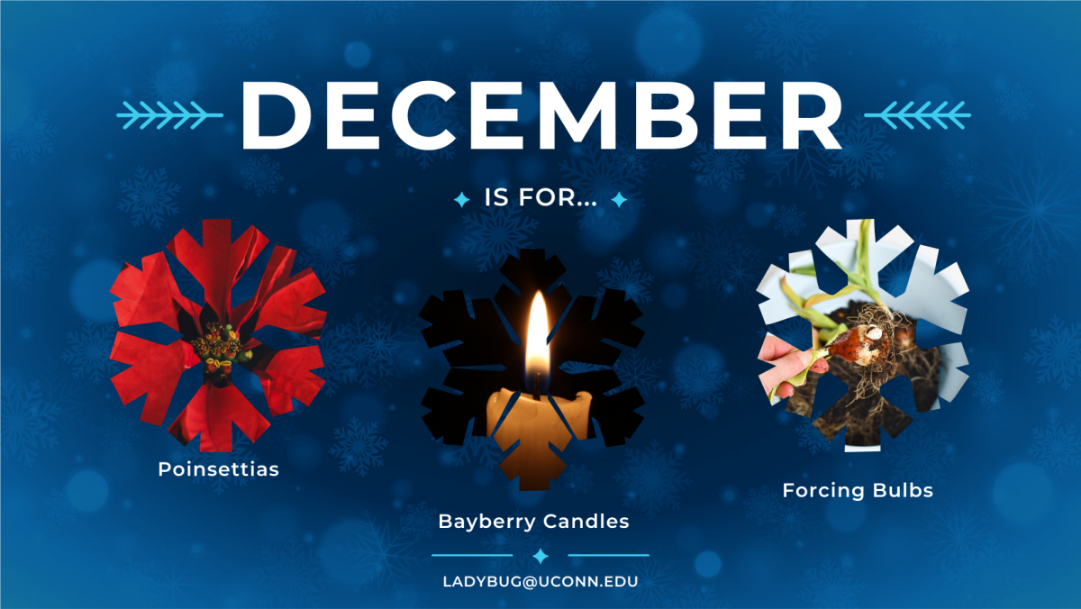 December is for poinsettias, bayberry candles and forcing bulbs