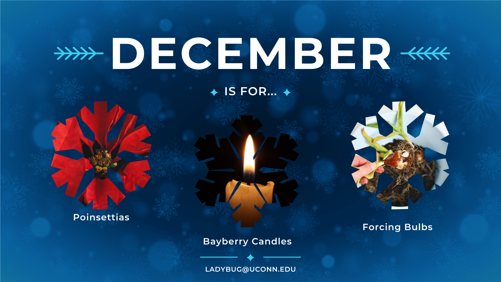 December is for poinsettias, bayberry candles and forcing bulbs