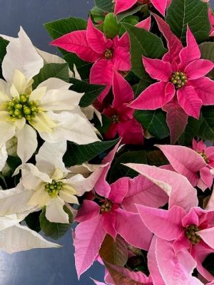 Princettia poinsettias in white, hot pink and light pink