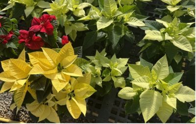 Yellow, white, and red poinsettias