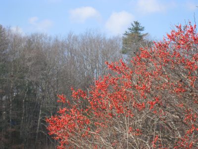 Winterberry shrub with no leaves and bright red berries.