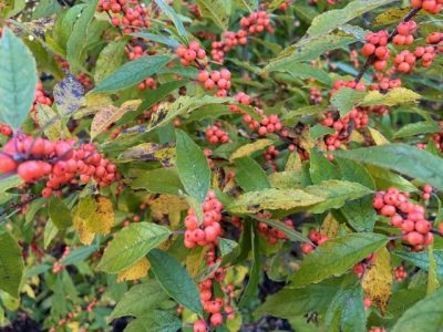 Winterberry with full berry display.