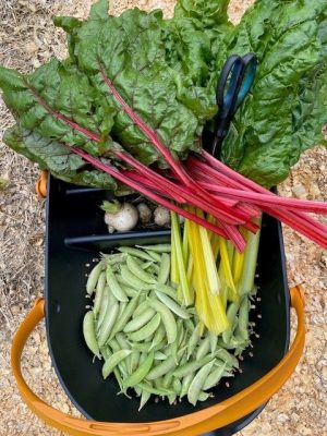 Vegetables in garden basket