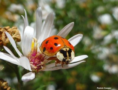 multi-colored Asian ladybeetle on a flower