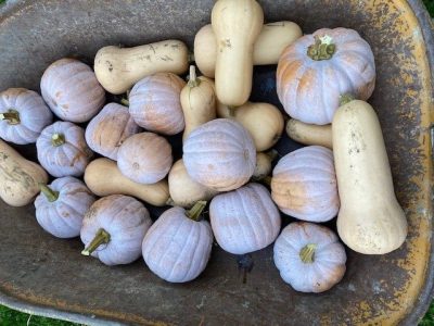 Squash and gourds