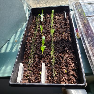 Seedlings in seed tray