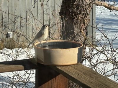 A titmouse standing on a bowl of water