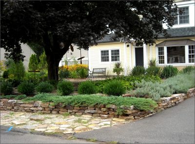 Grass alternative landscape planting under dense shade tree.