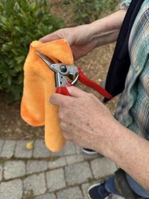 Wiping pruners with alcohol and a cloth