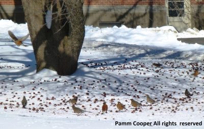 robins feeding  under crabapple tree in winter