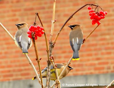 Waxwings on Viburnum