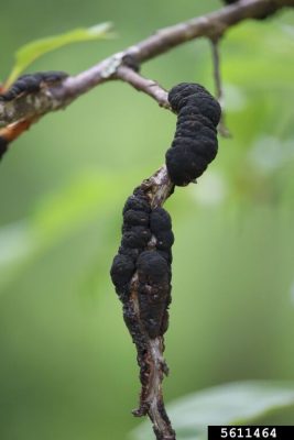 Black knot on Prunus spp. 