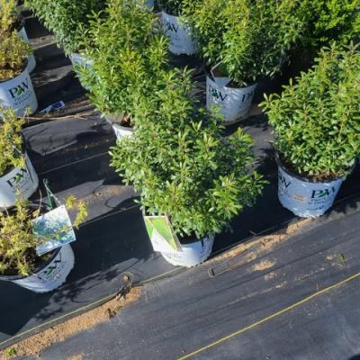 Row of Gem Box Ilex shrubs for sale