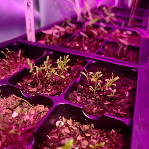 Seedlings under LED lights