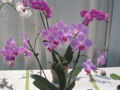 Purple orchids in flower