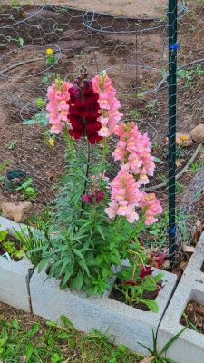 Snapdragons in bloom