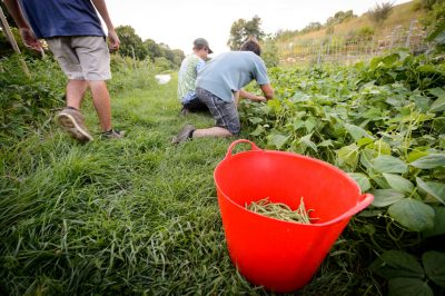 Students picking beans in the field at Spring Valley Farm
