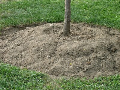 A tree planted at the proper depth with the crown slightly exposed. The hole is dug twice the width as the original root ball.