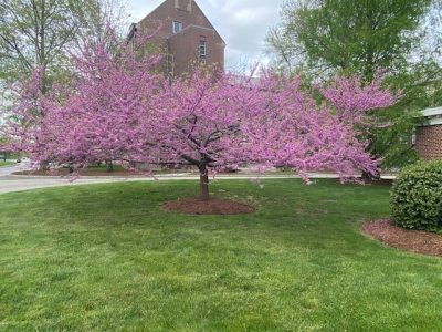 Redbud tree in flower with tiny pink buds.