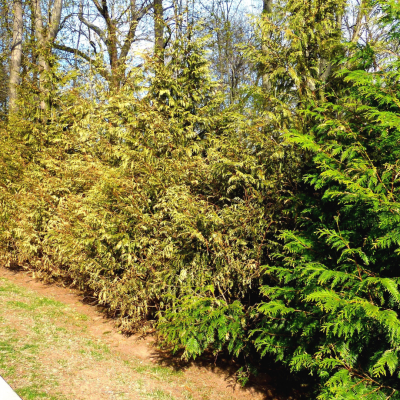 A row of Giant Green Arborvitae. 3 Appear to be a lighter green and sickly, and one is healthy and dark green. 