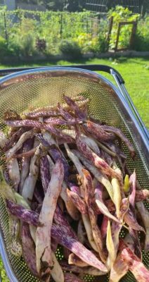 Beans of the 'Dragon Tongue' variety are. yellow with purple streaks.