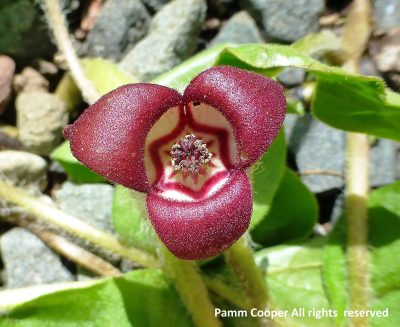 Wild ginger flower with 3 red petals with a cream center. 
