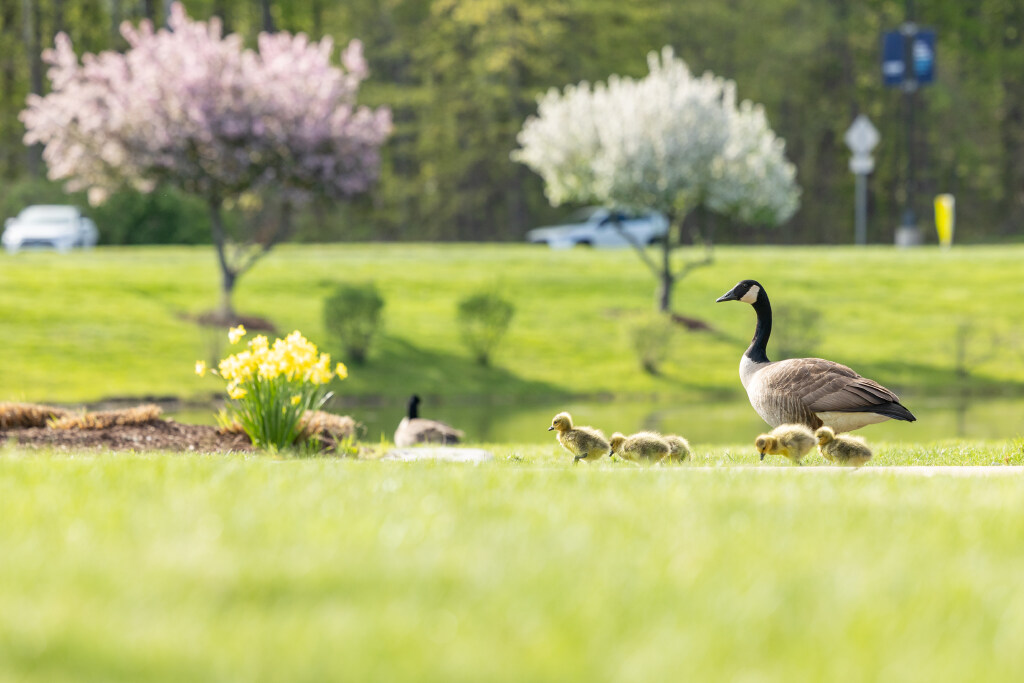 Goose with goslings on a grassy landscape with trees in flower behind them.
