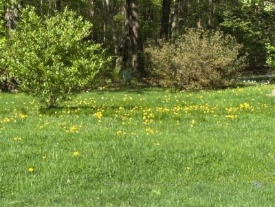 Dandelions growing uncontrolled in a lawn.