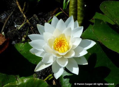 Open flower of a white water lily with a yellow center
