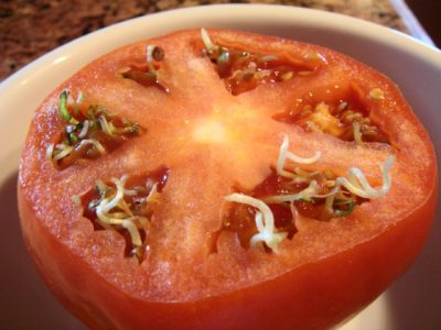 A tomato sliced in half with seedlings sprouting up