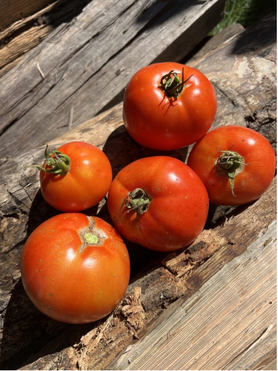 5 healthy, ripe tomatoes