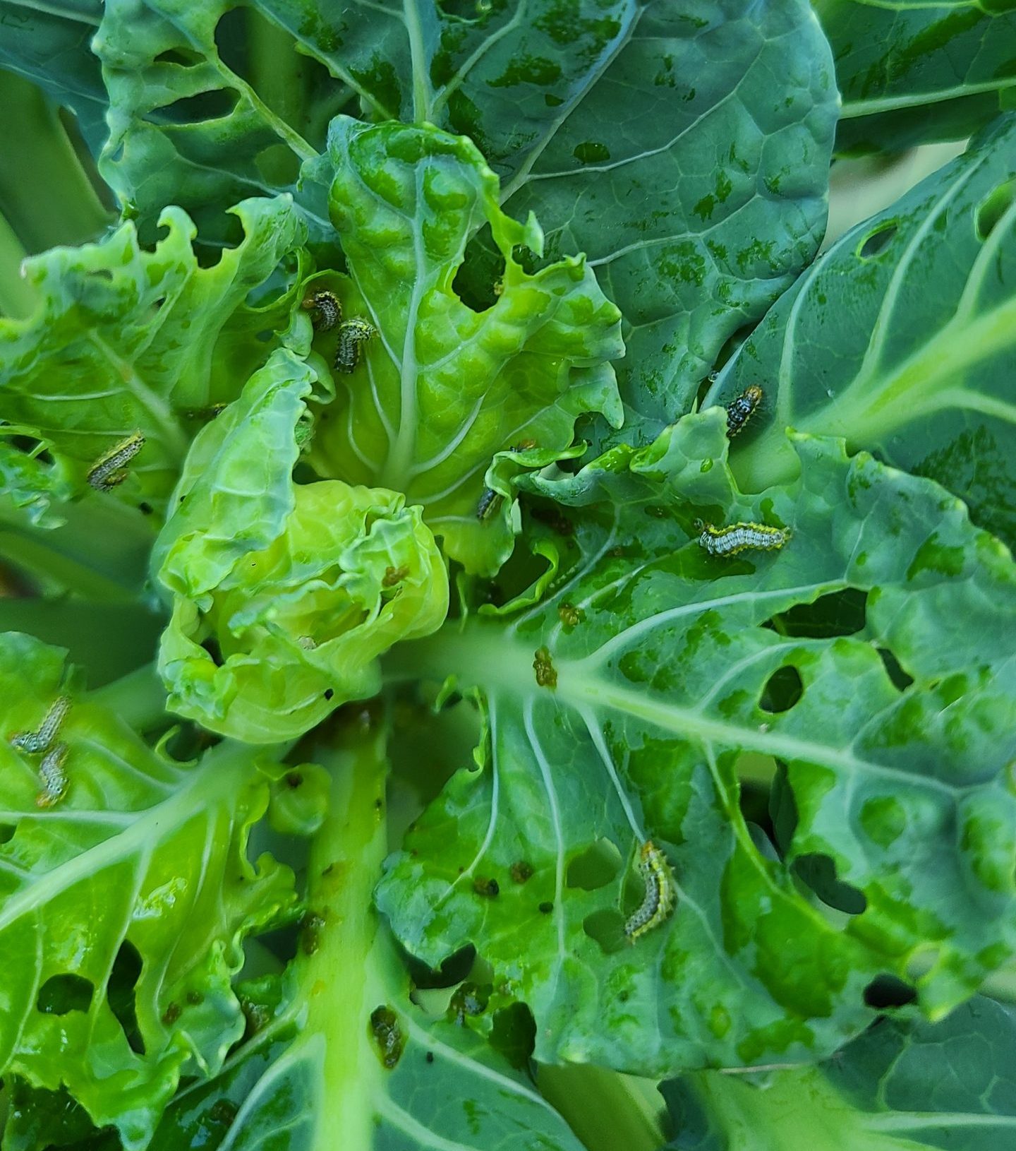 Stripped cabbage worm on brassica